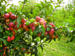 pomme 7 liste